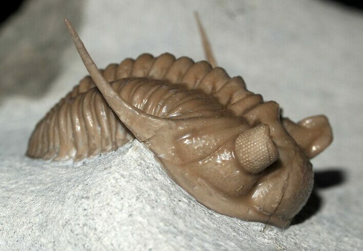 Killer Prochasmops Trilobite From Estonia - Super Rare #30810